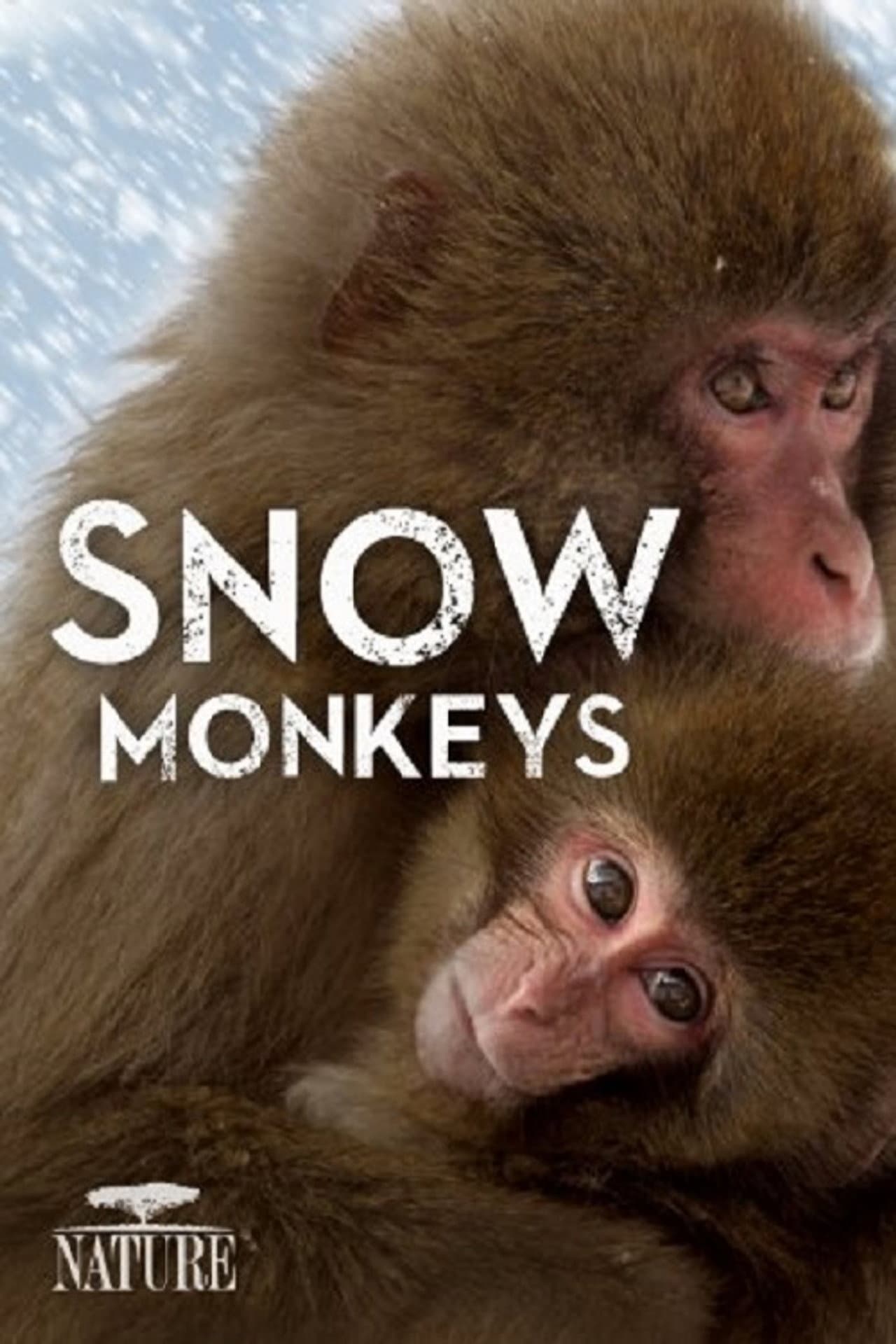 Wild Japan: Snow Monkeys preview 2