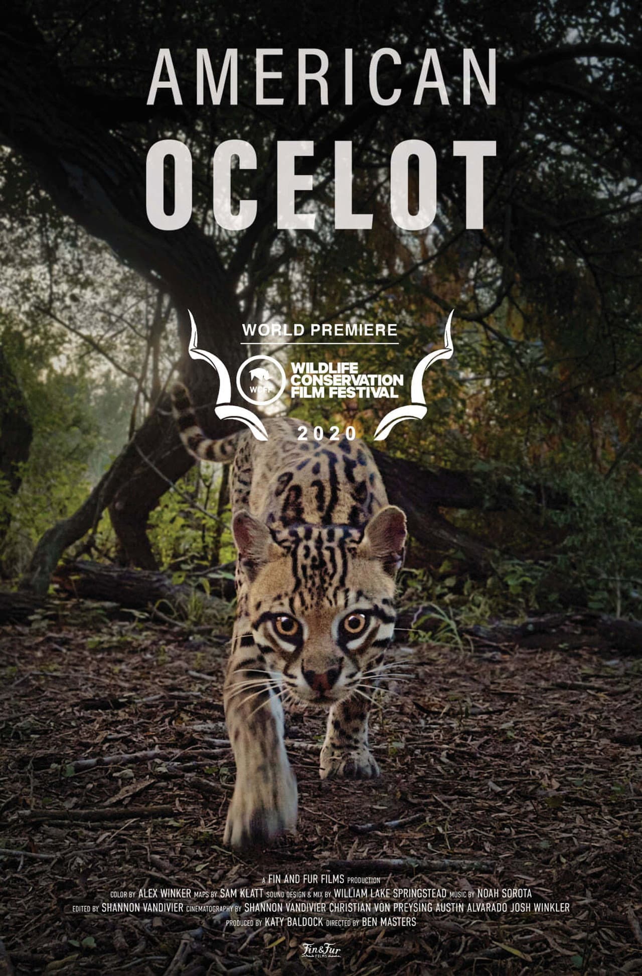 American Ocelot preview 2