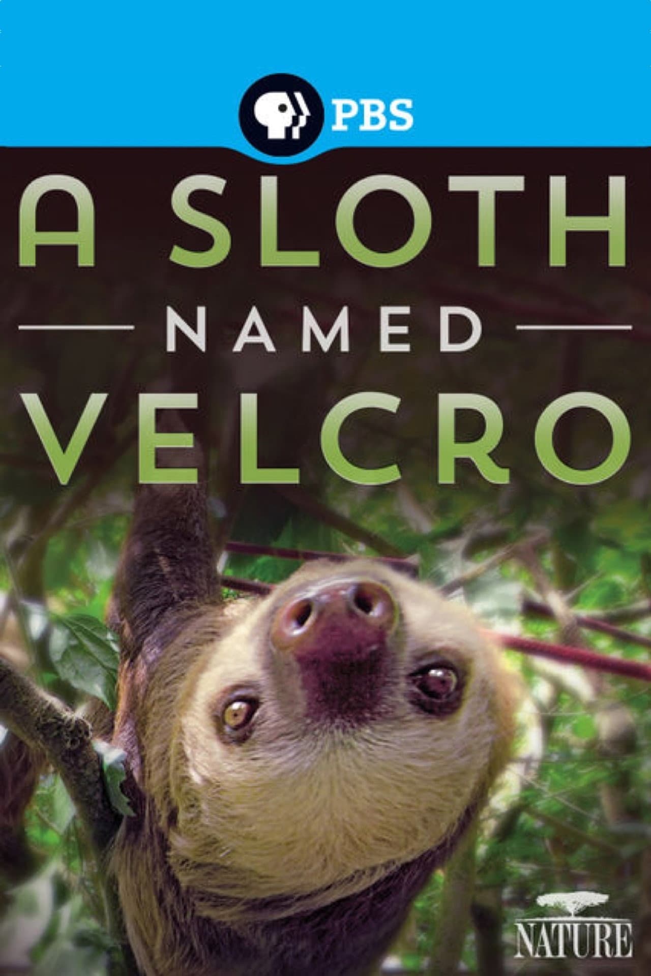 A Sloth Named Velcro preview 2