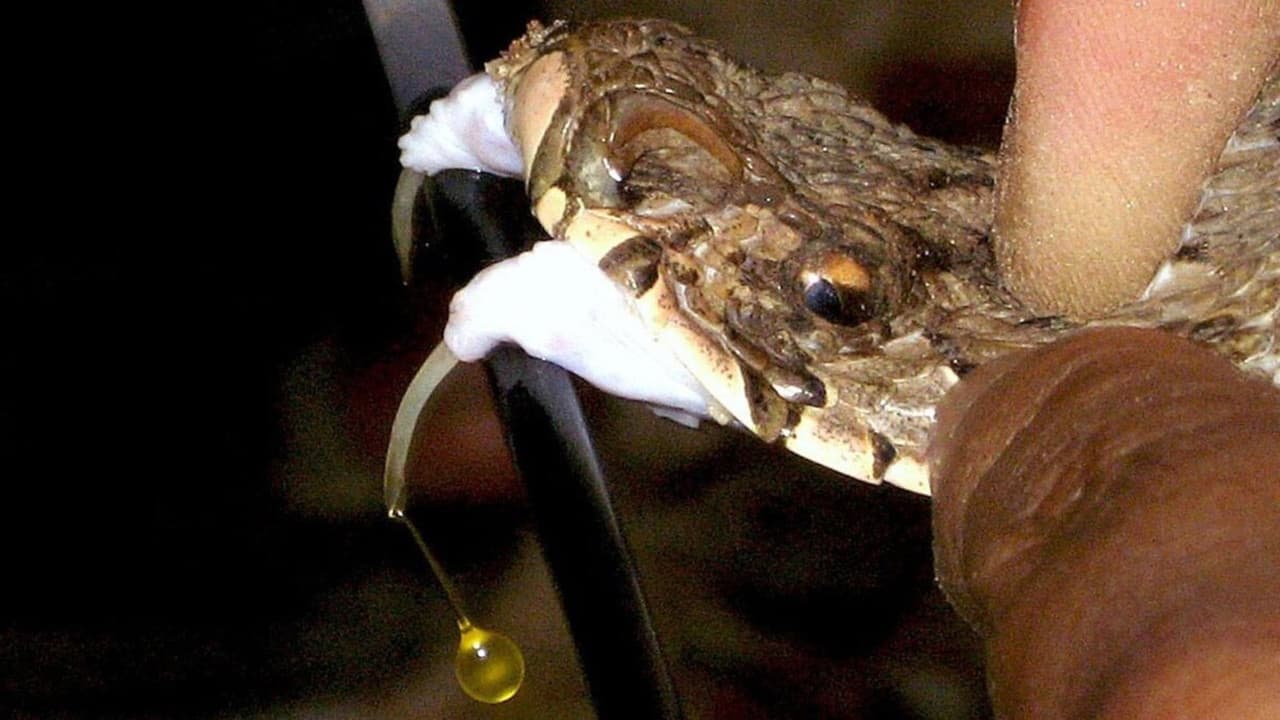 Venom Files - Anatomy of a Snake Bite