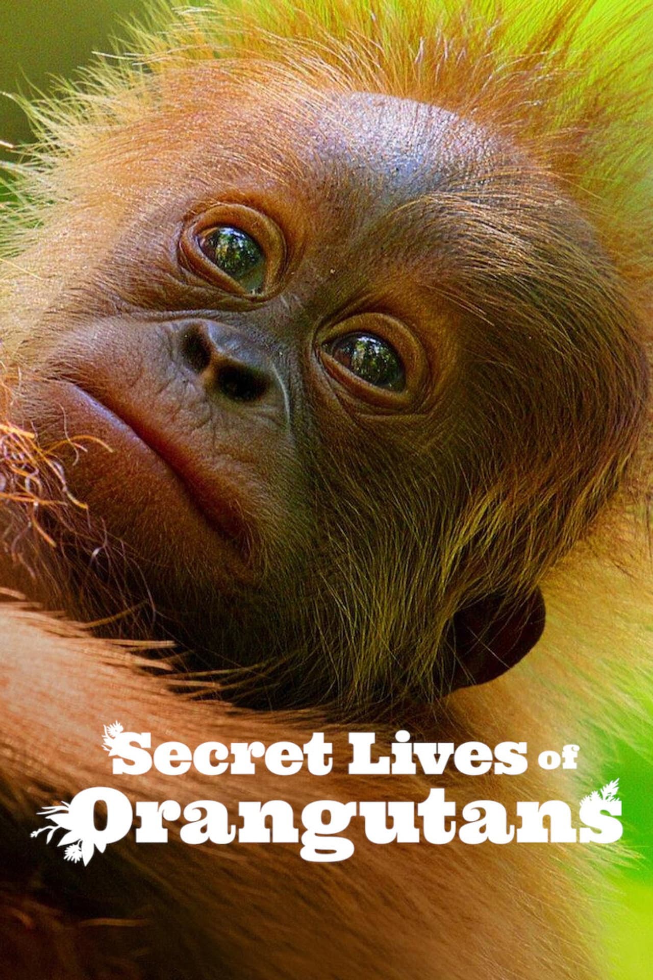 Secret Lives of Orangutans preview 2