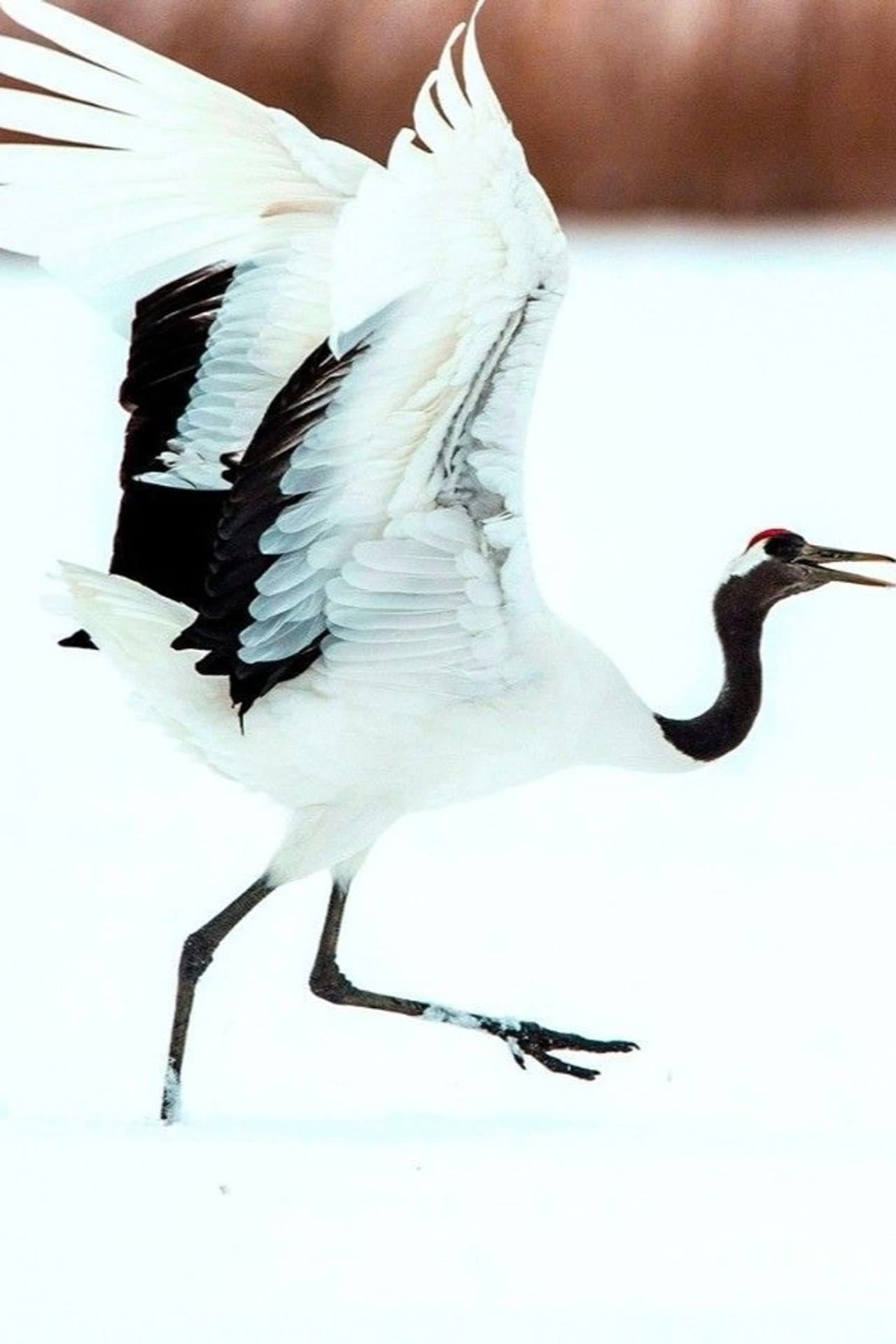 Dance Of The Crane preview 2
