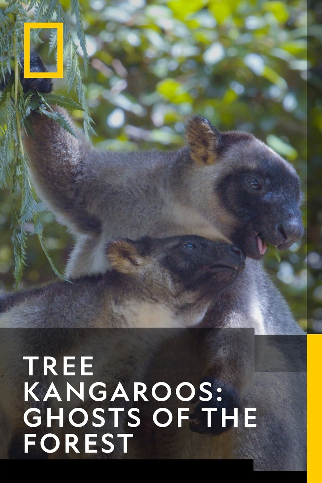 Tree Kangaroos: Ghosts of the Forest preview 2