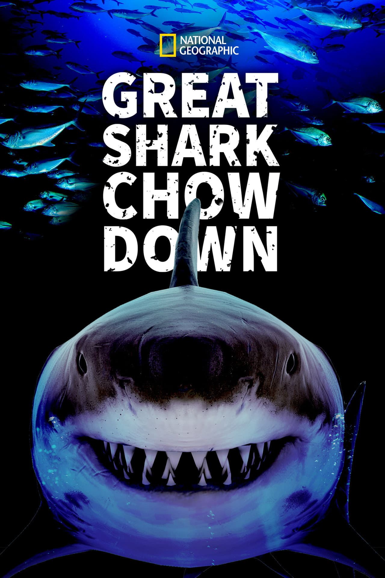 Great Shark Chow Down preview 2