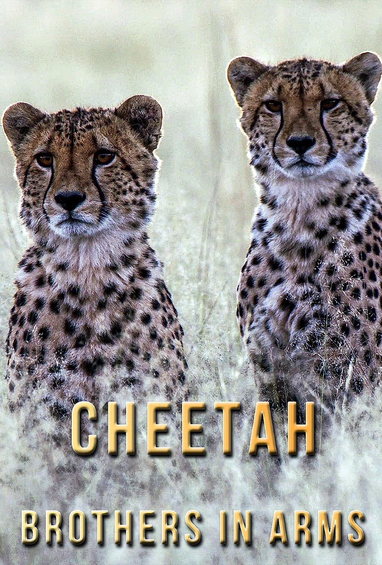 Cheetah Brothers in Arms preview 1