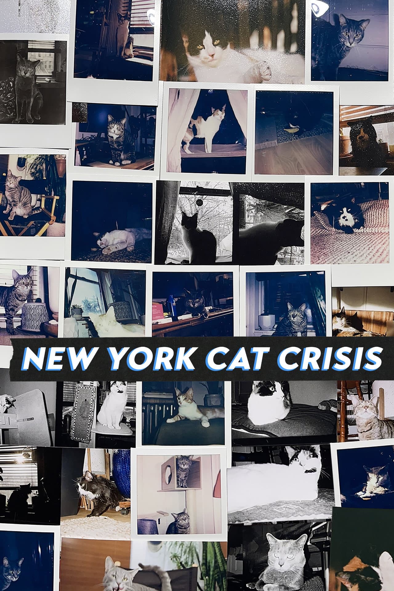 New York Cat Crisis preview 2