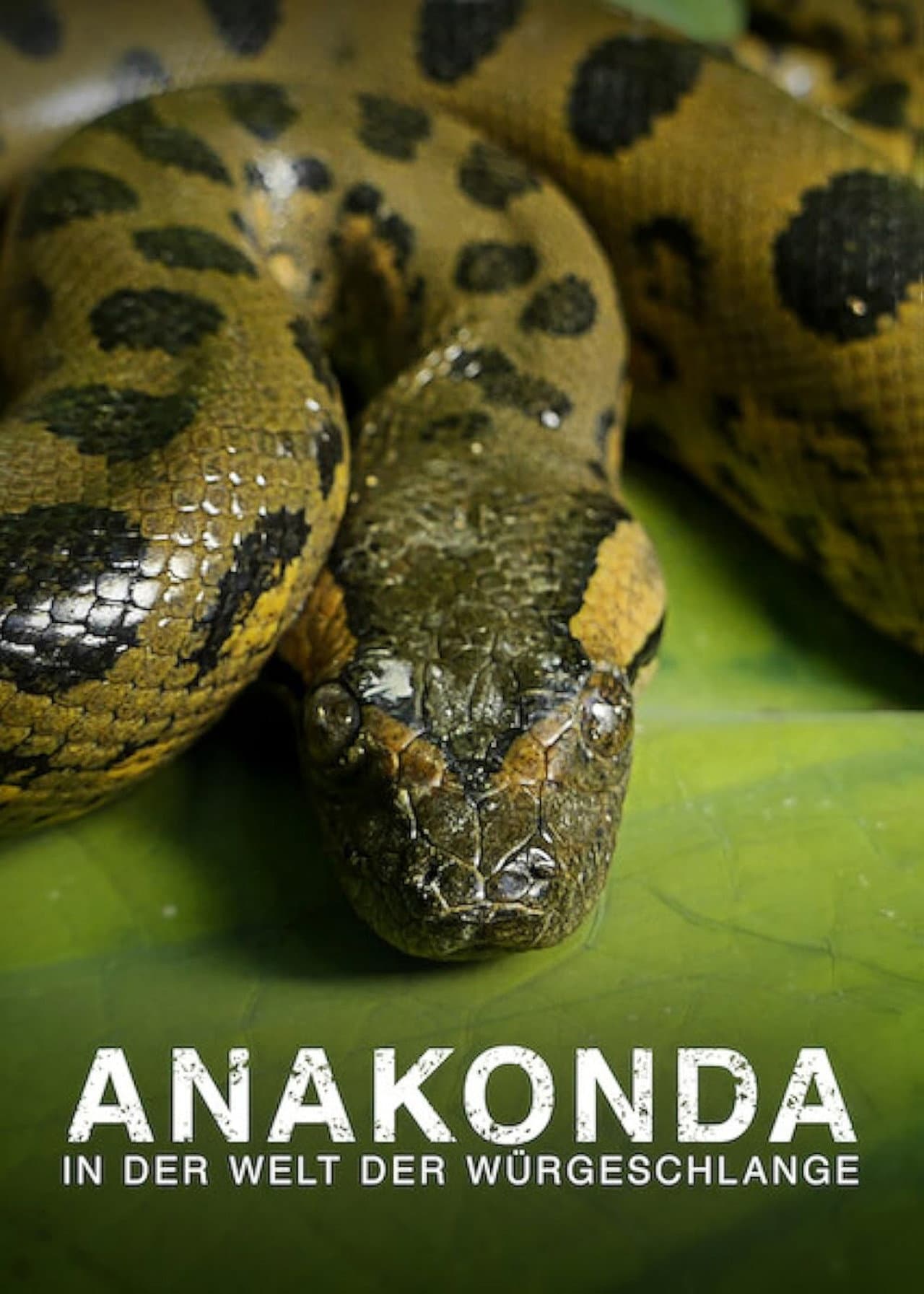 Anaconda: Silent Killer preview 2