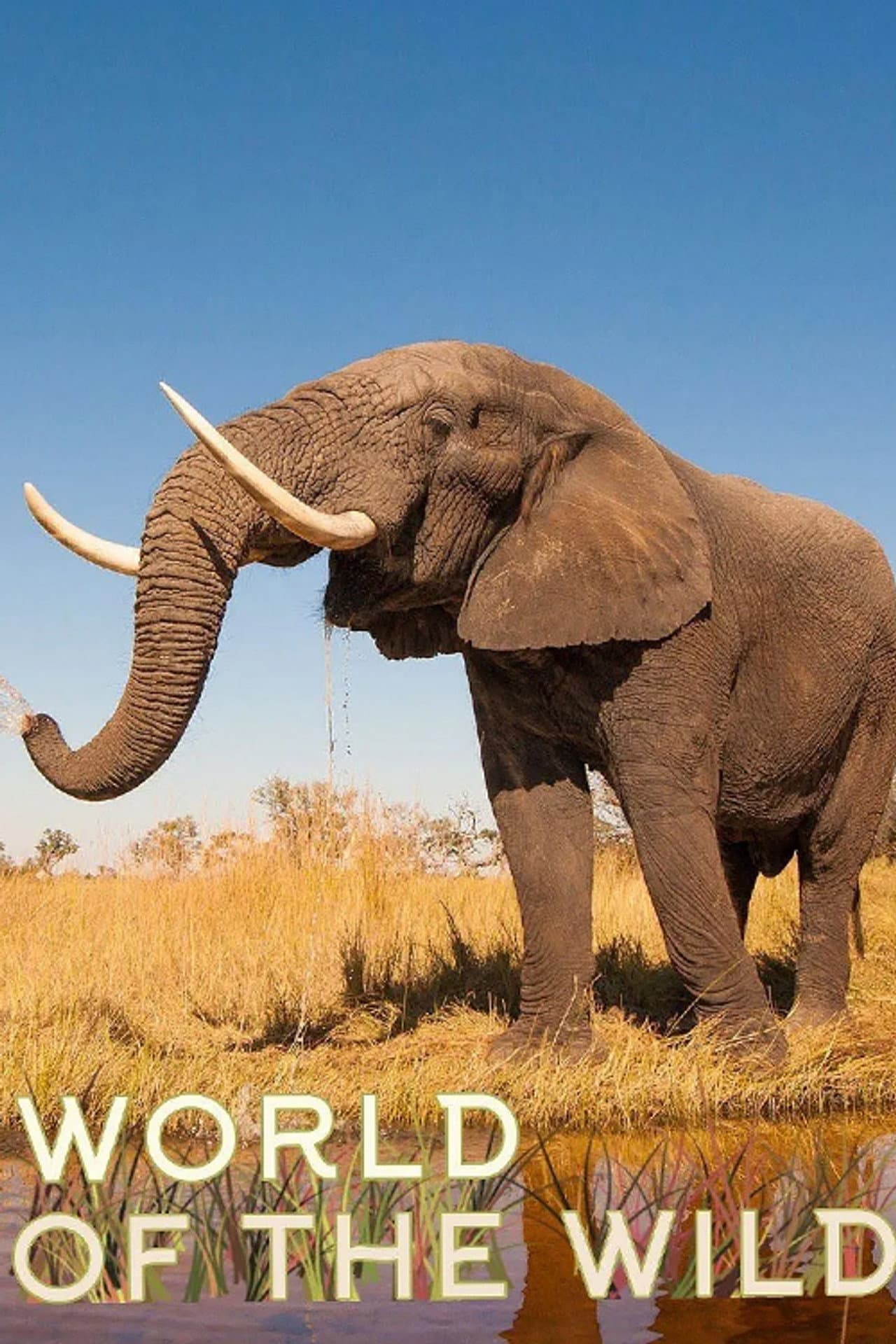 World of The Wild preview 1