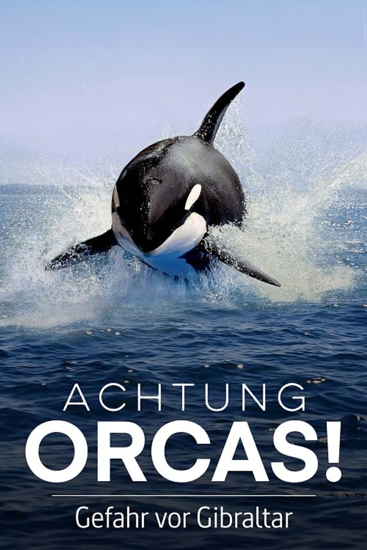 Watch Out for Orcas! Danger Off Gibraltar? preview 2