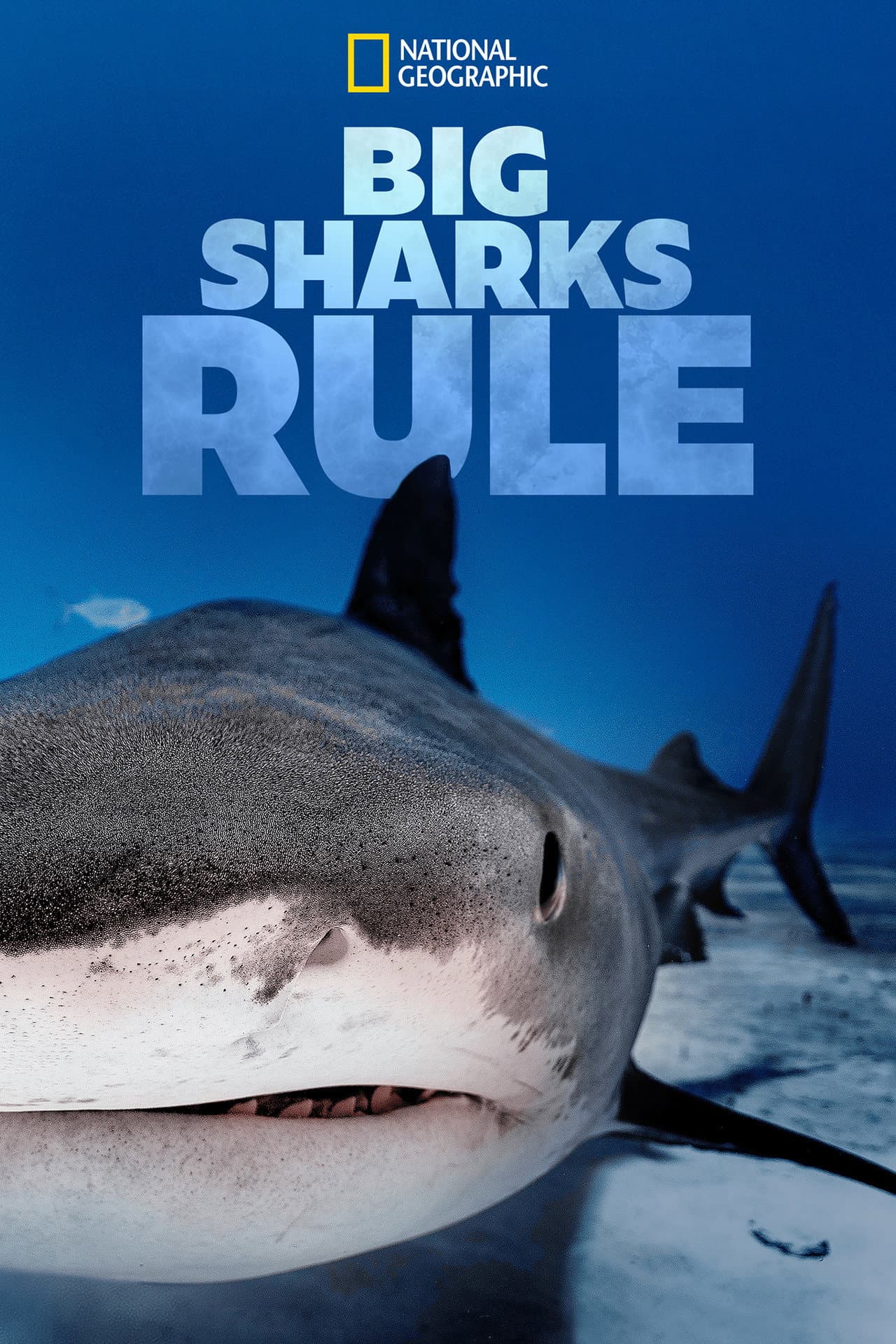 Big Sharks Rule preview 2