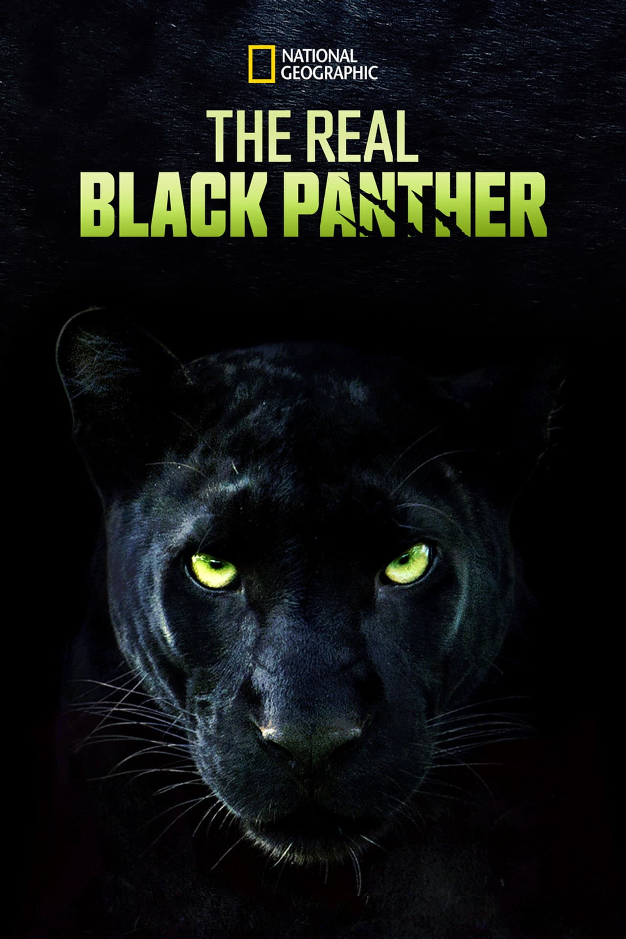 The Real Black Panther preview 2