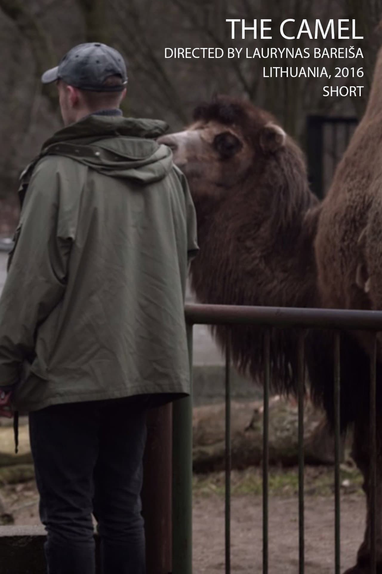 The Camel preview 2