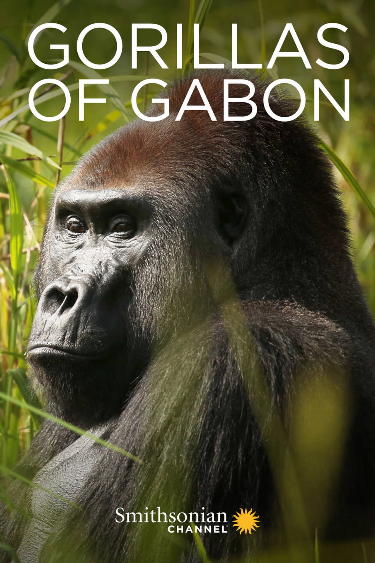 Gorillas of Gabon preview 2