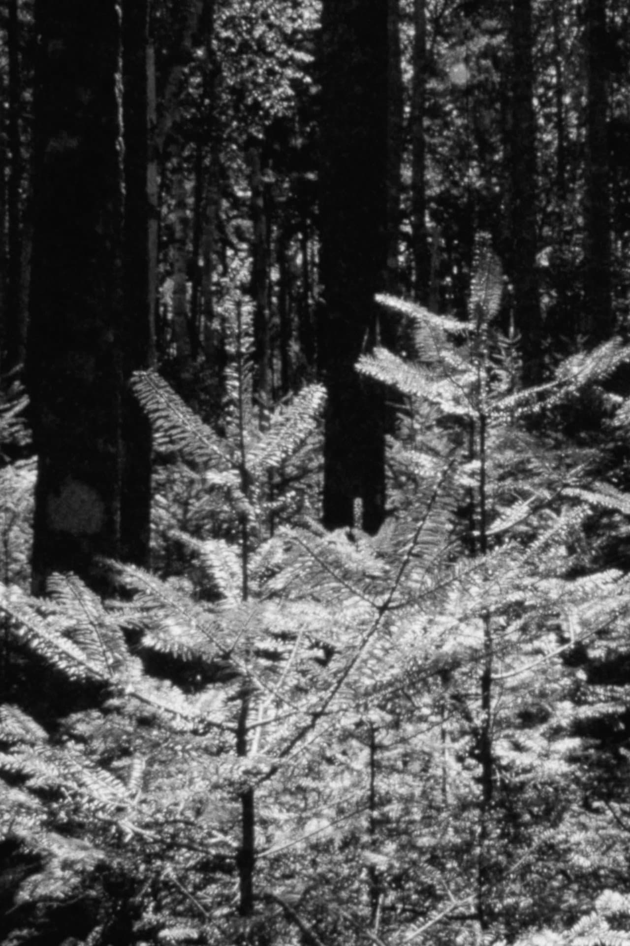 The Forest and The Sea preview 2