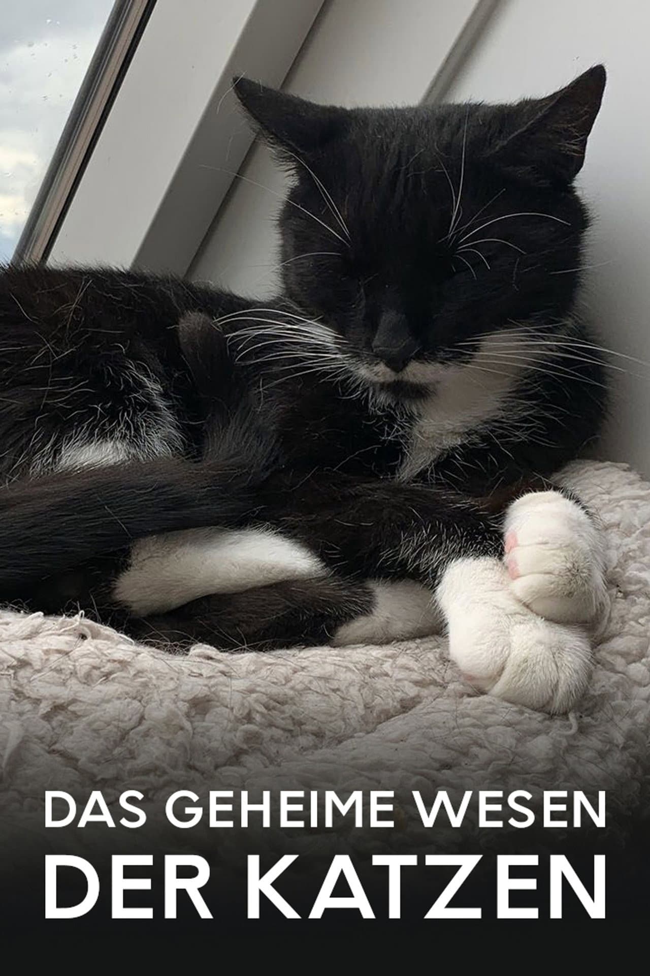 Das geheime Wesen der Katzen preview 2