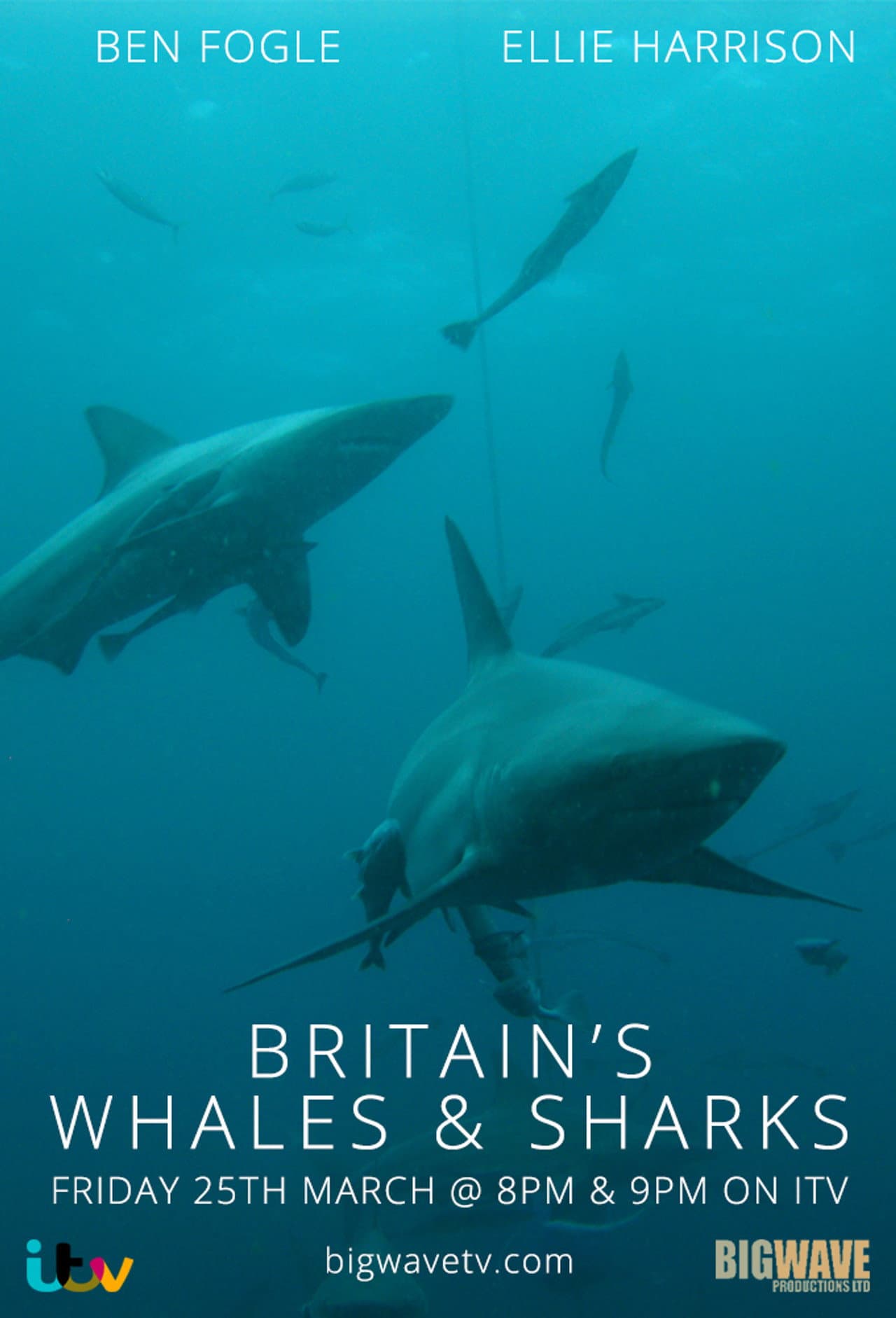 Britain's Whales and Sharks preview 2