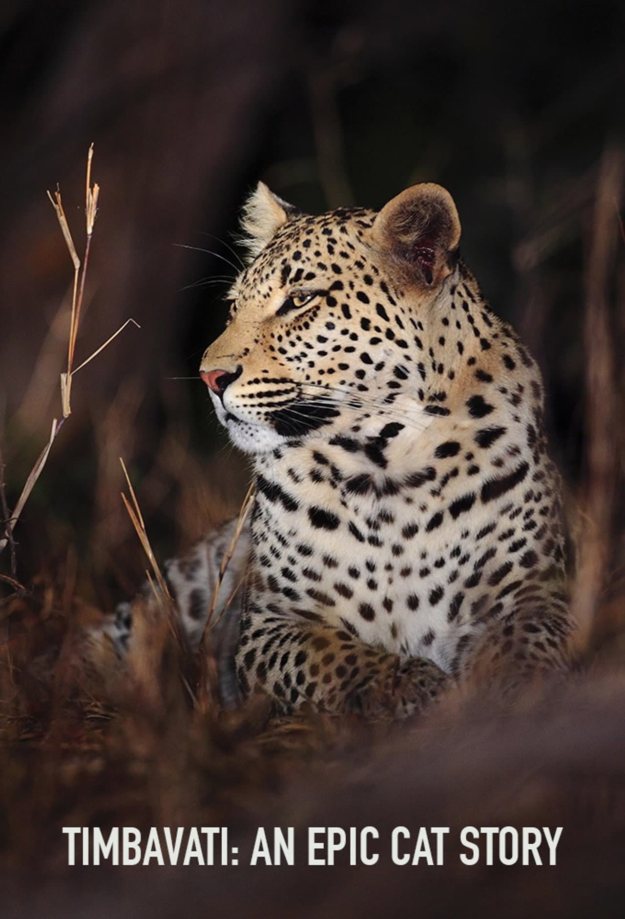 Timbavati: An Epic Cat Story preview 2