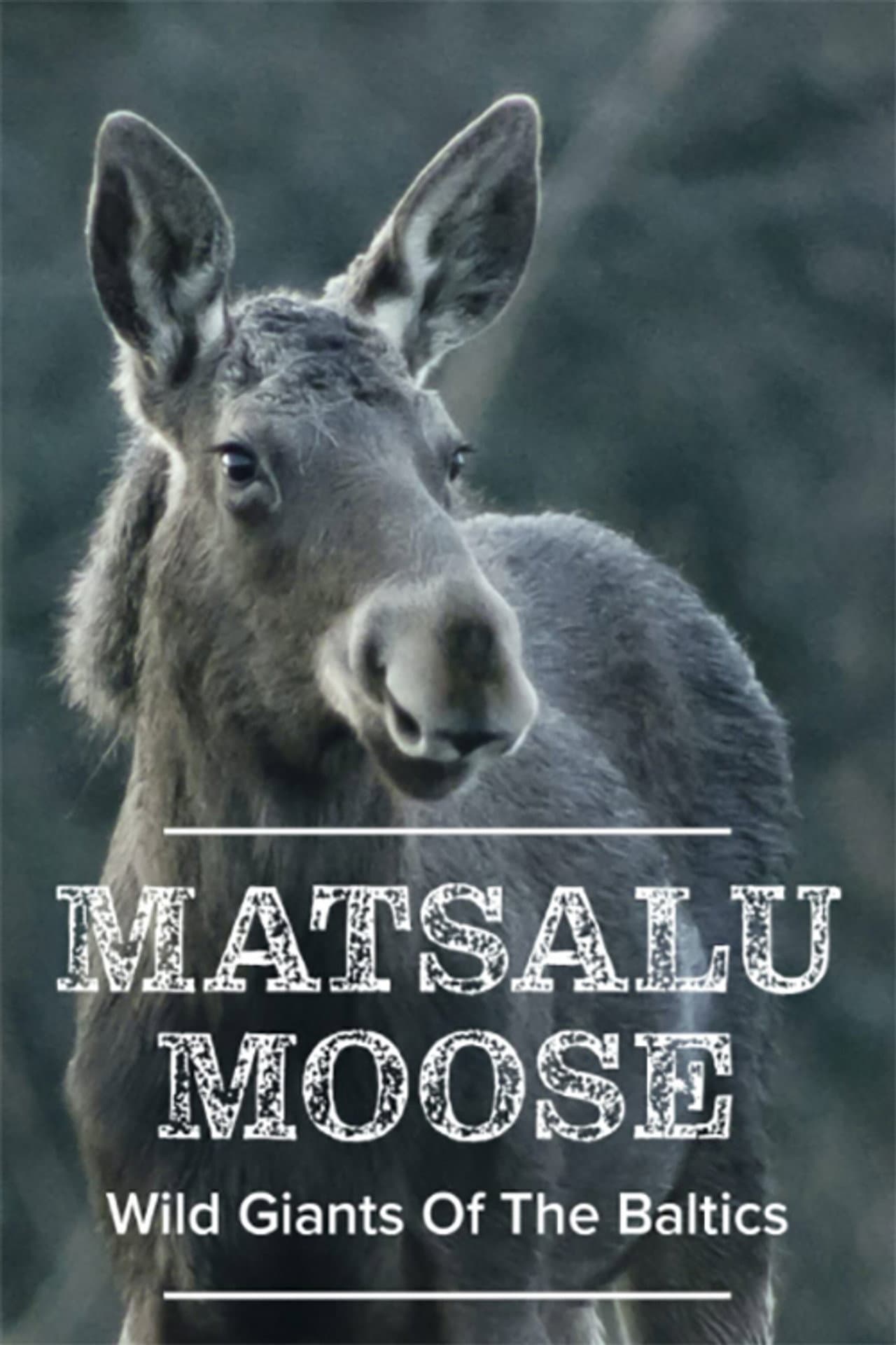 Matsalu Moose: Wild Giants of the Baltics preview 2