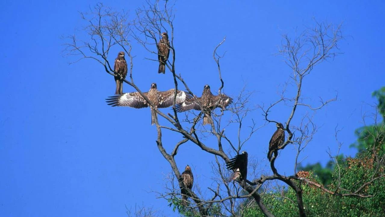 Fly, Kite Fly