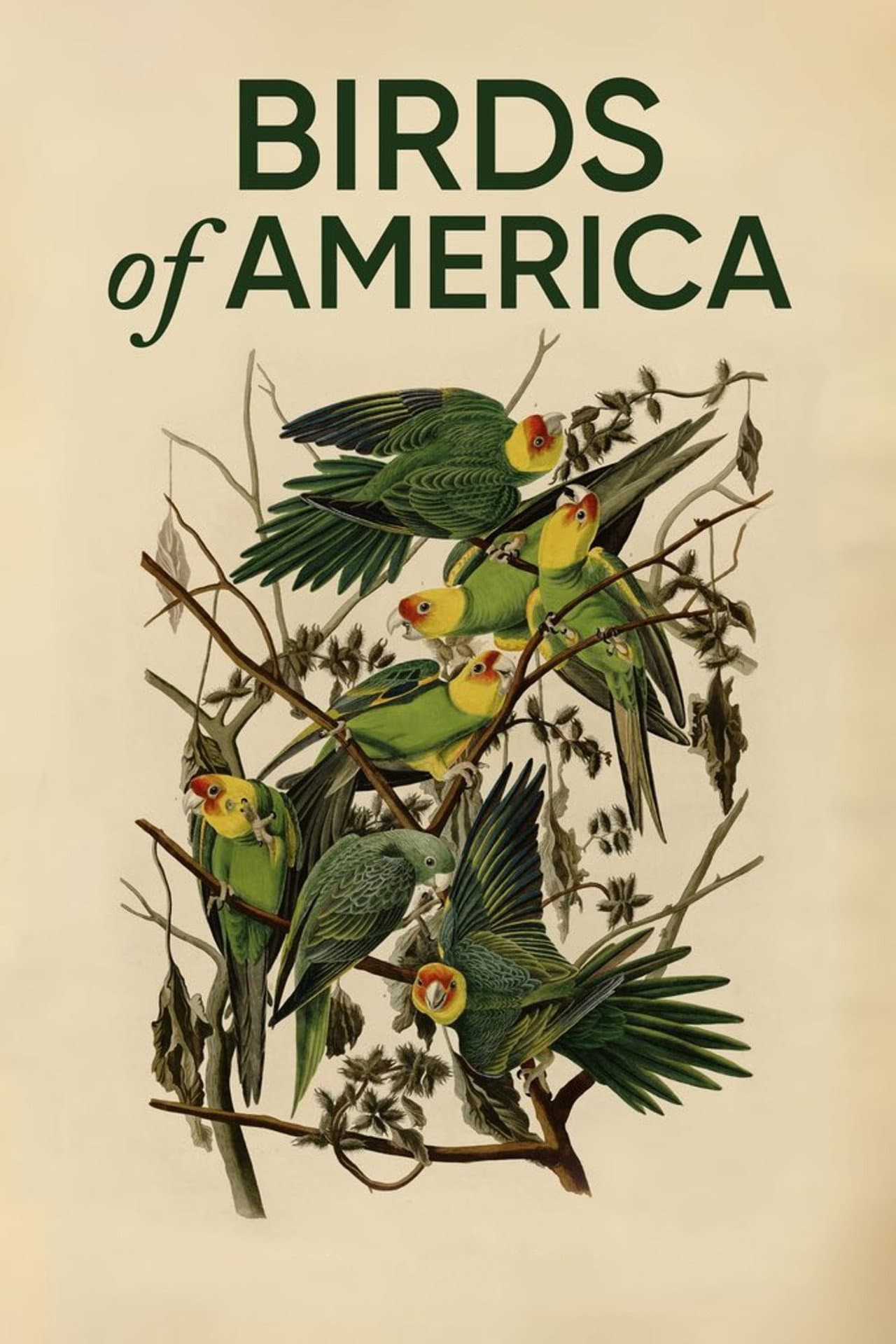Birds of America preview 2