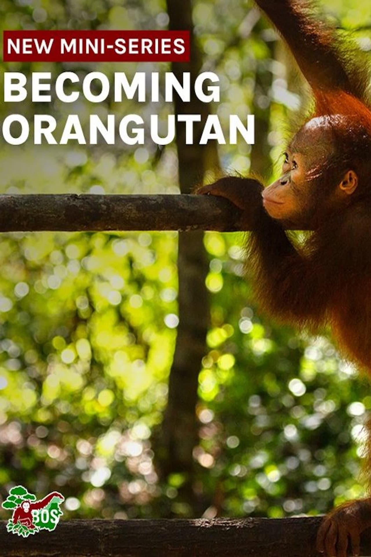 Becoming Orangutan preview 2