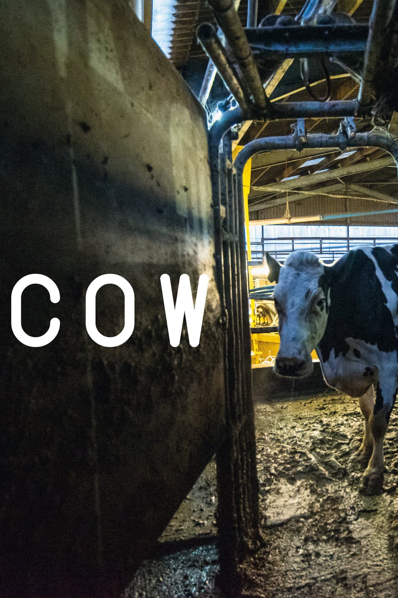Cow preview 2