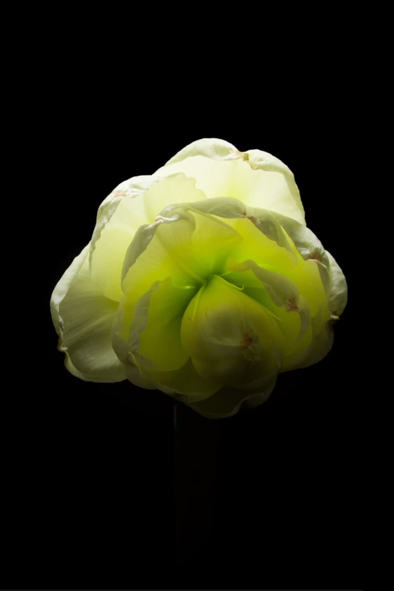 Spring preview 1
