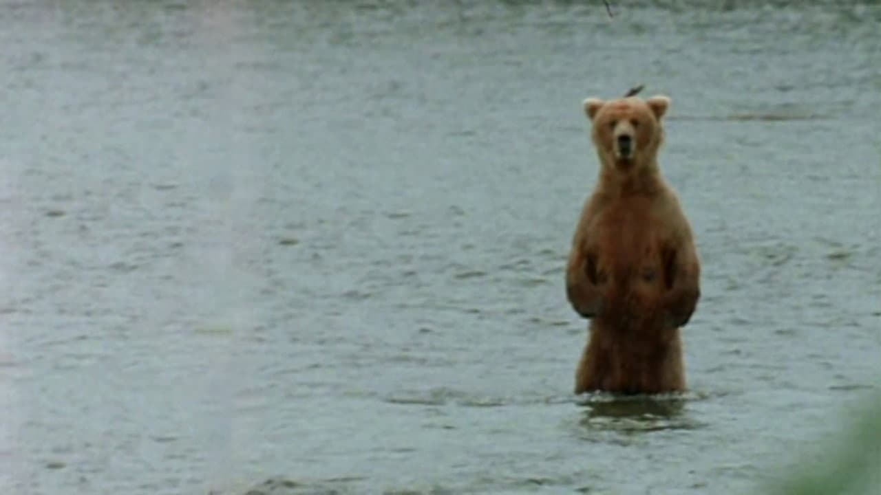 Bear Wars