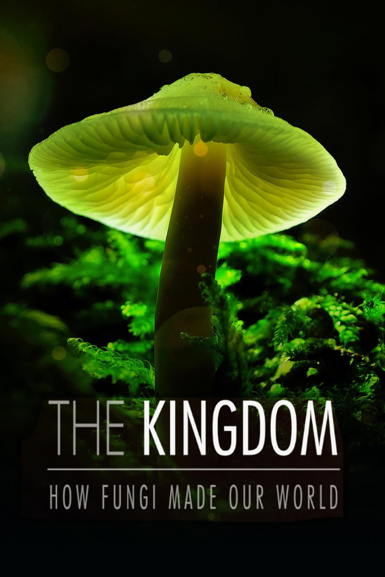 The Kingdom: How Fungi Made Our World preview 2