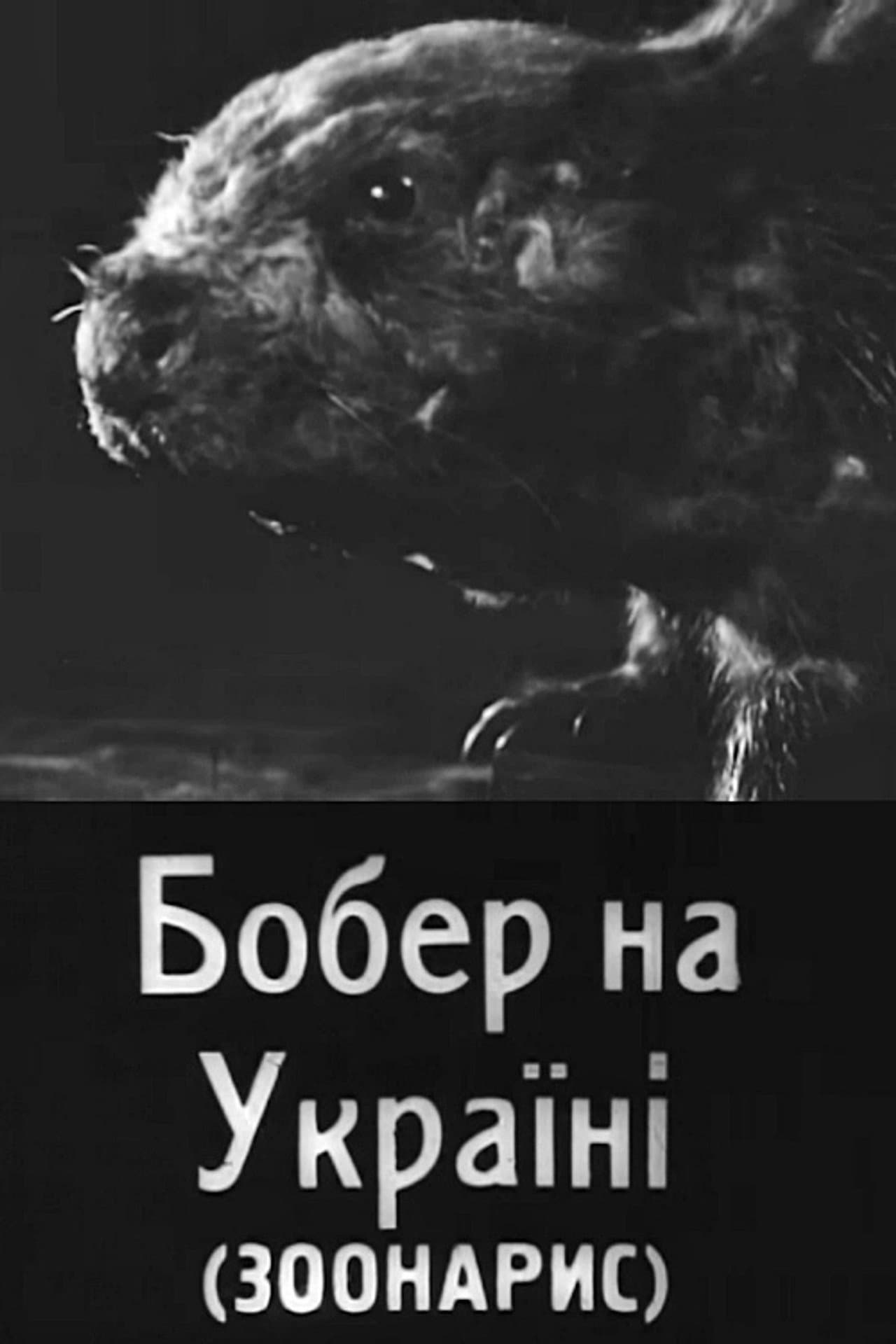 Beavers in Ukraine preview 1