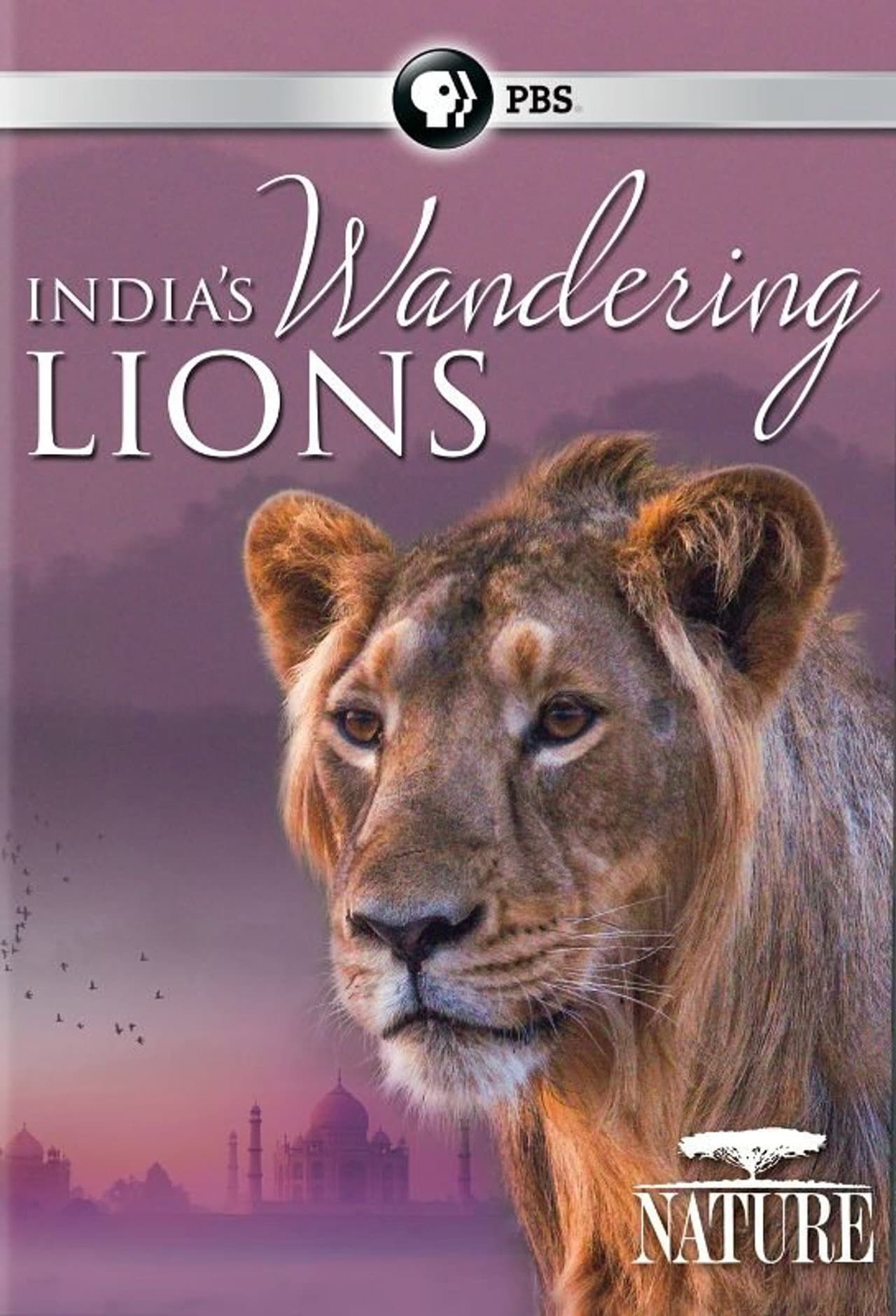 India's Wandering Lions preview 1
