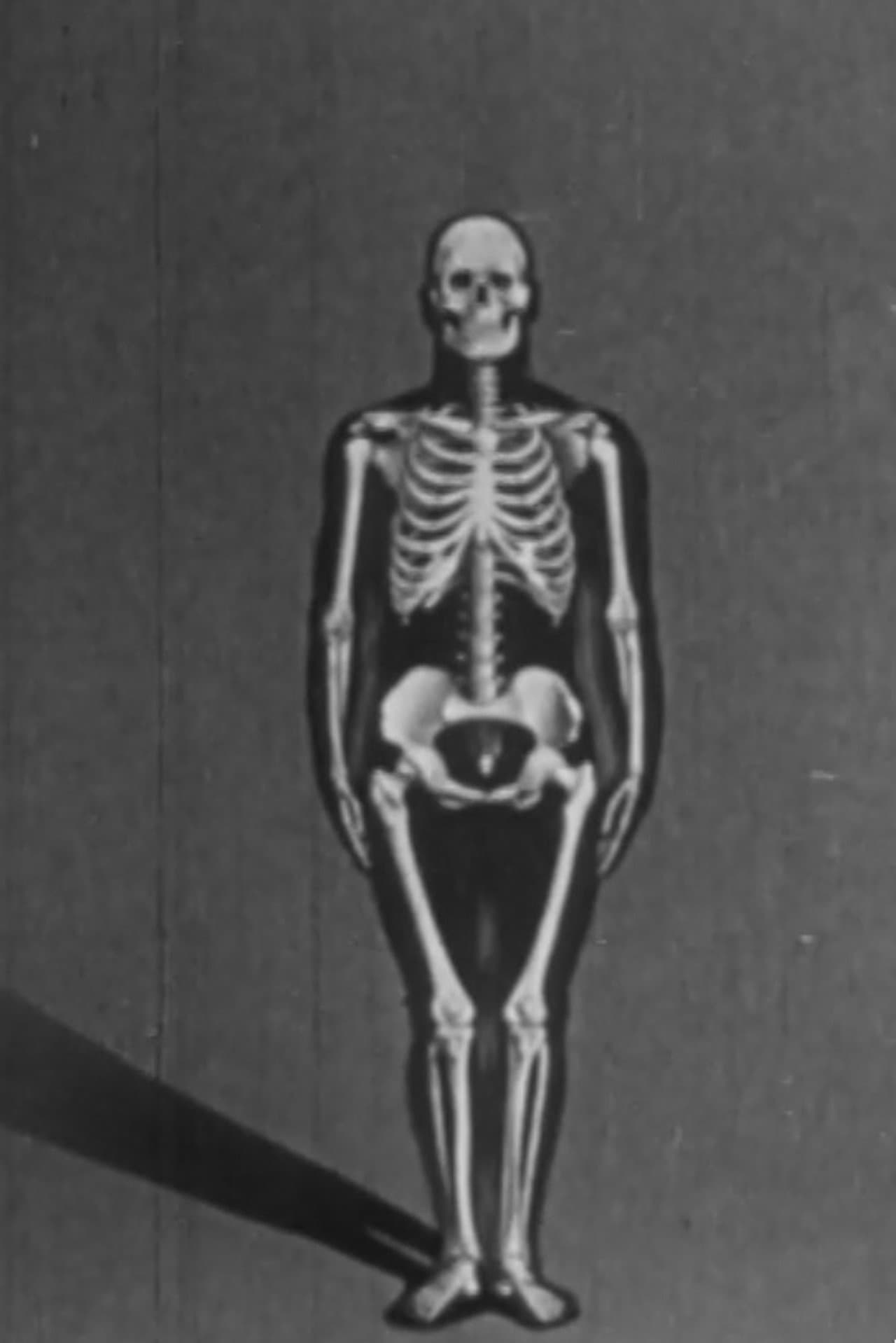 Human skeleton, structure and joints - Part I preview 1
