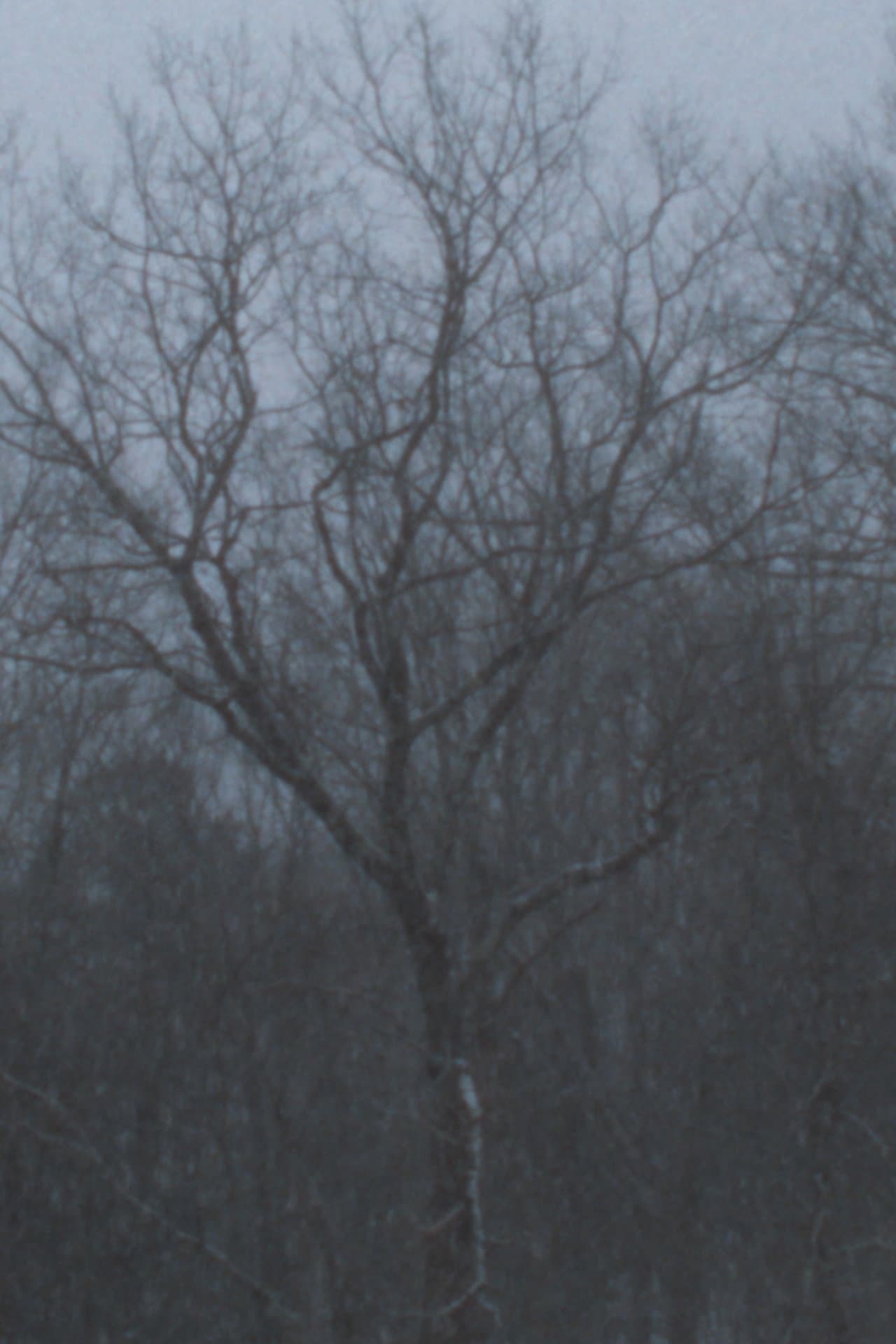 Snowfall preview 2