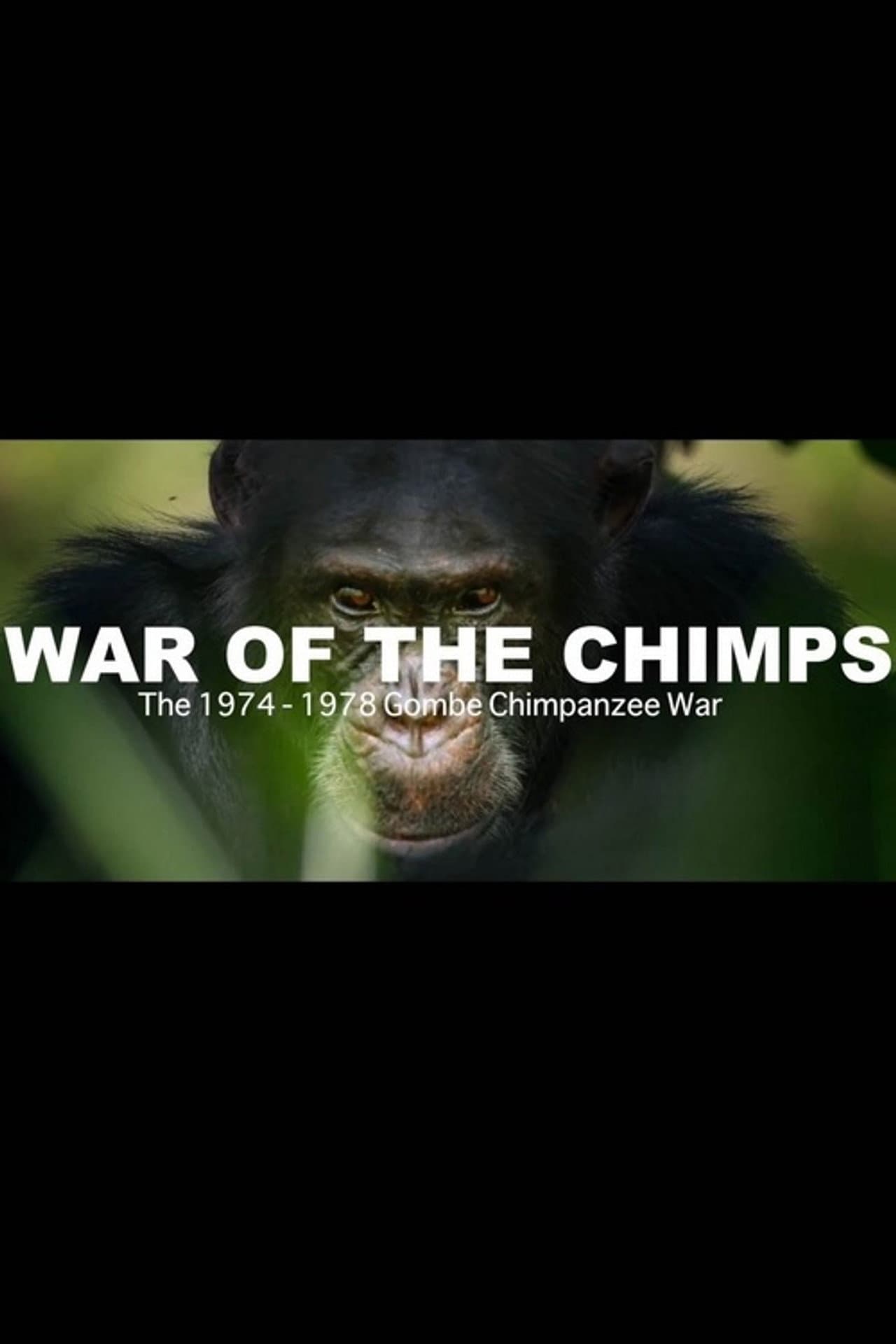 World War Chimp | The Brutal 1974 - 1978 Gombe Chimpanzee War: Documentary preview 2