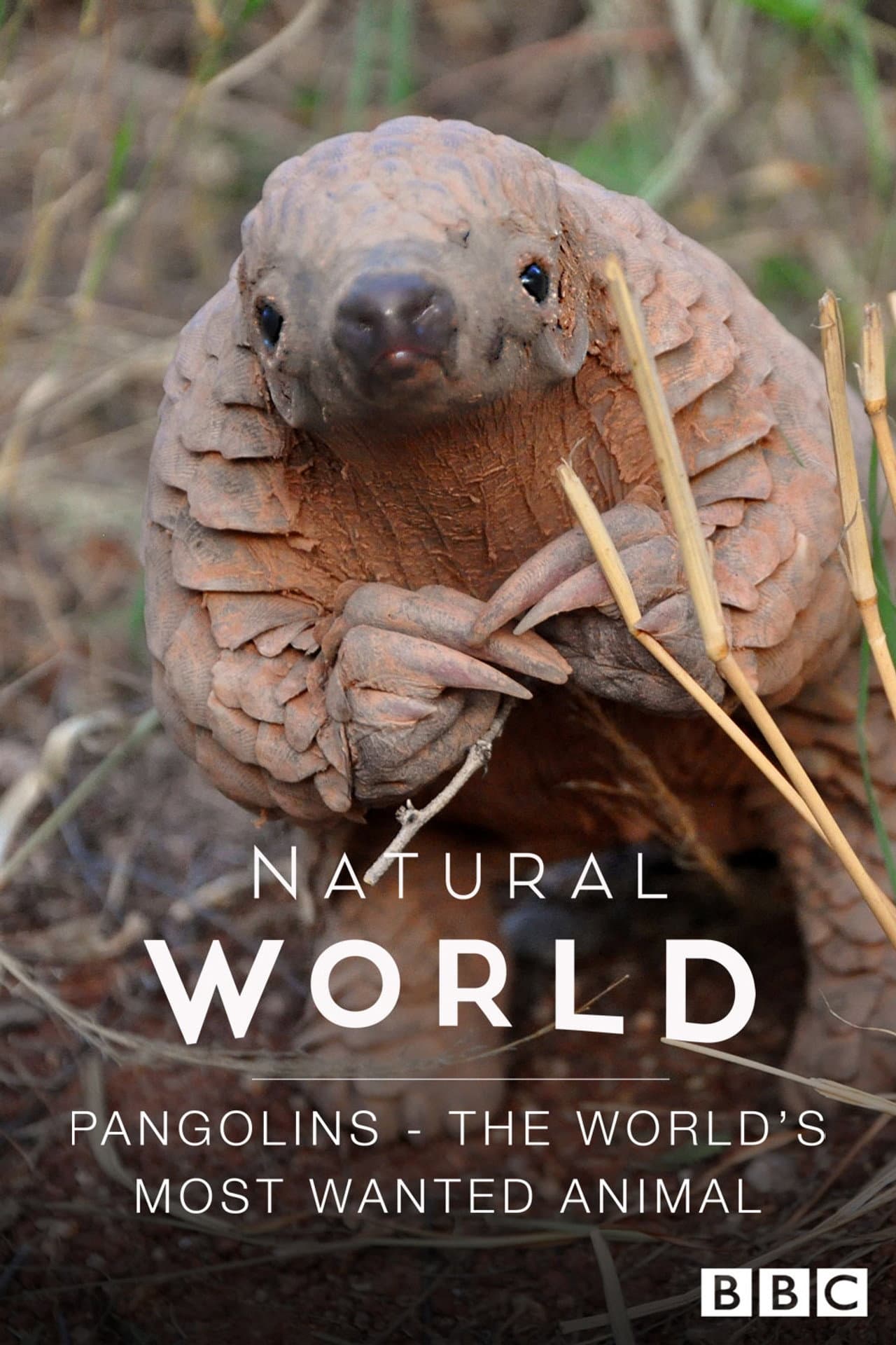 Pangolins: The World's Most Wanted Animal preview 1