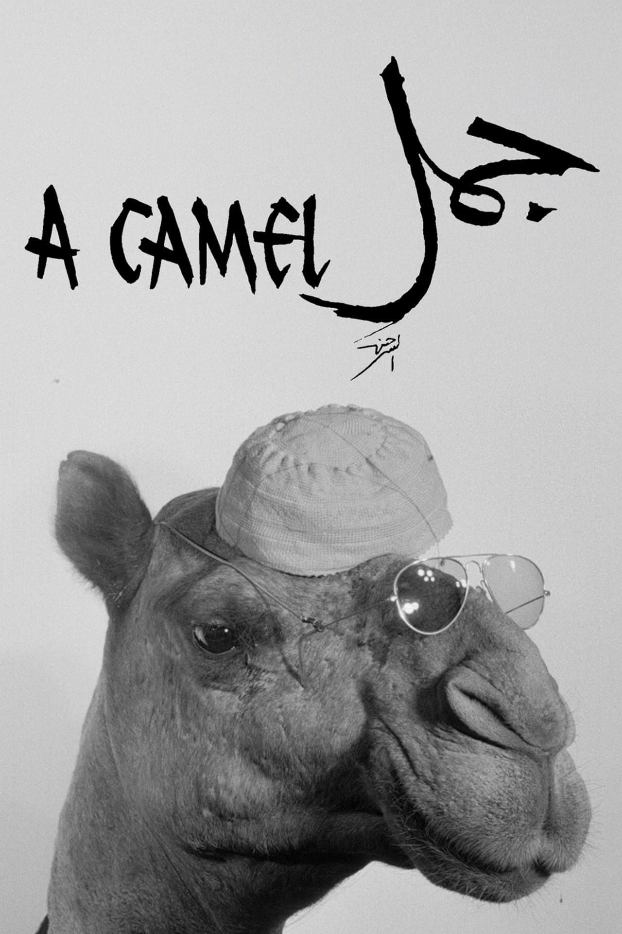 A Camel preview 2
