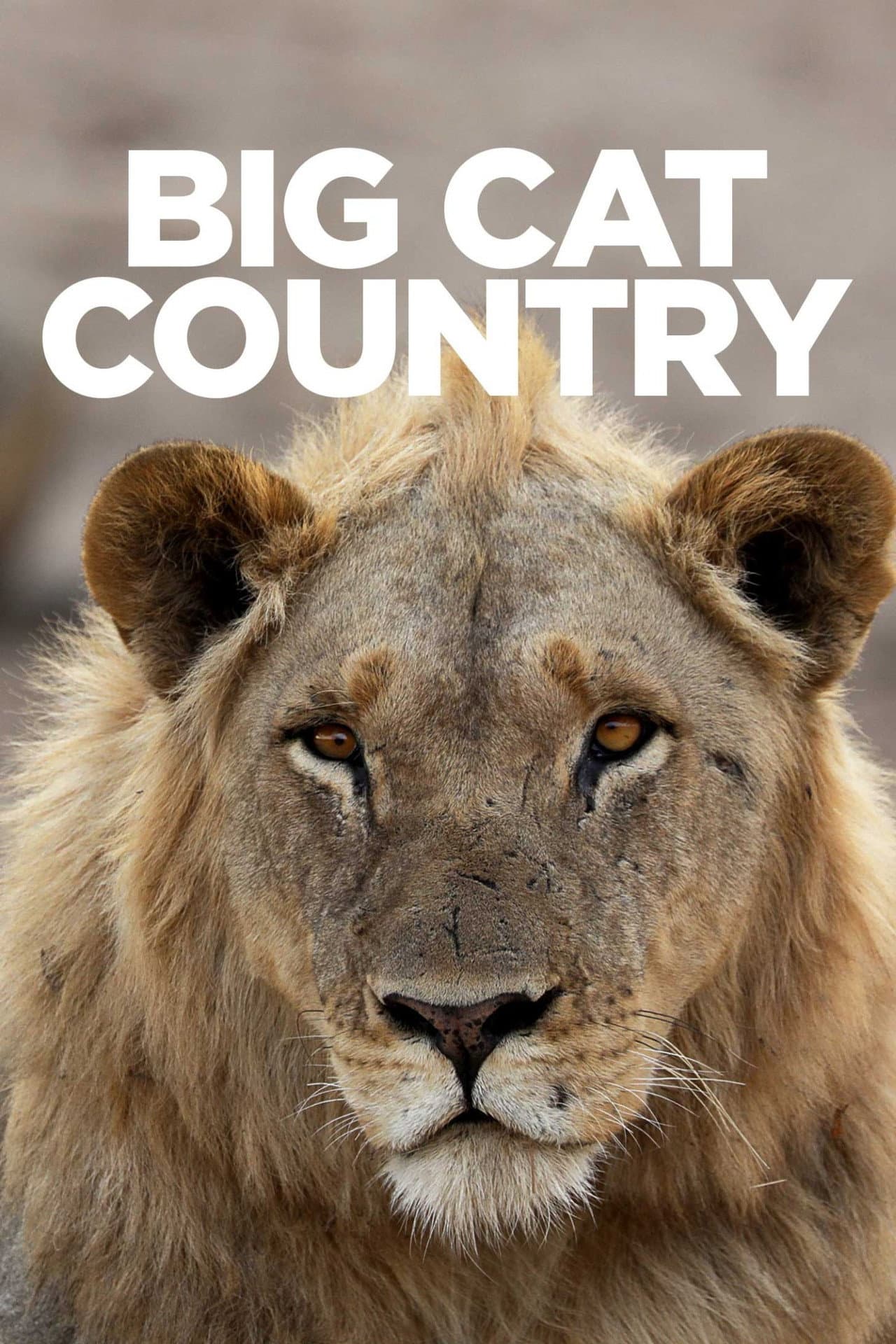 Big Cat Country preview 2