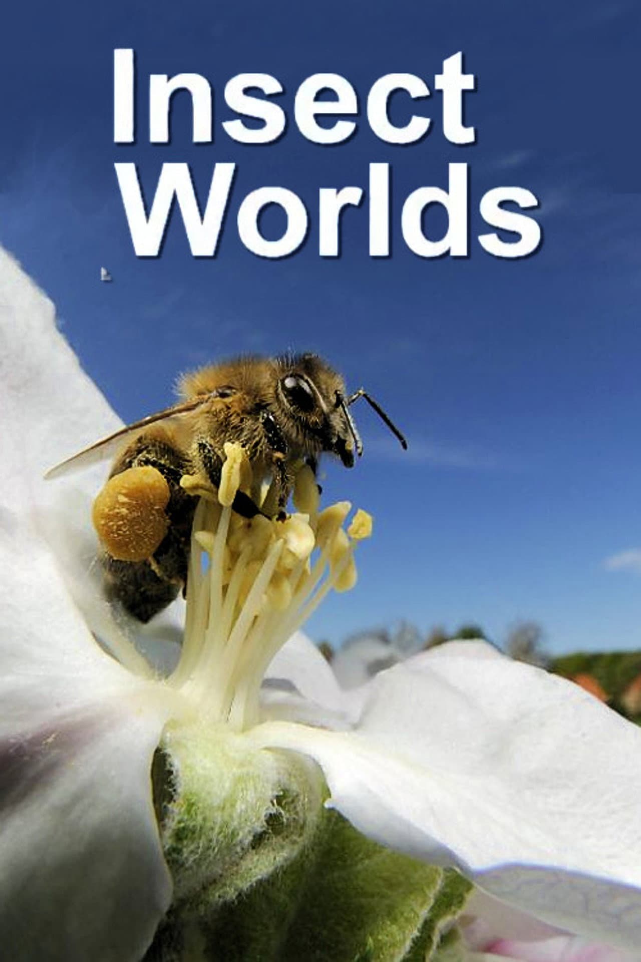 Insect Worlds preview 2