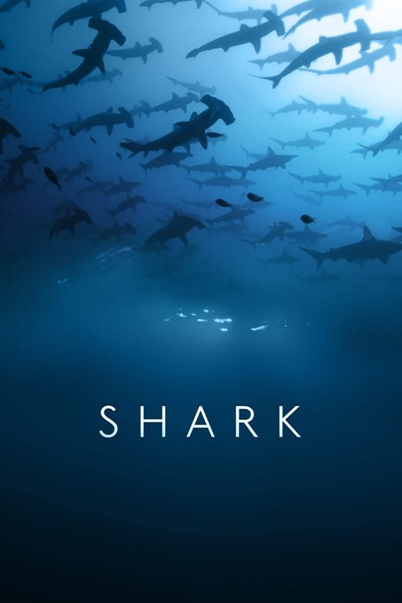 Shark preview 2