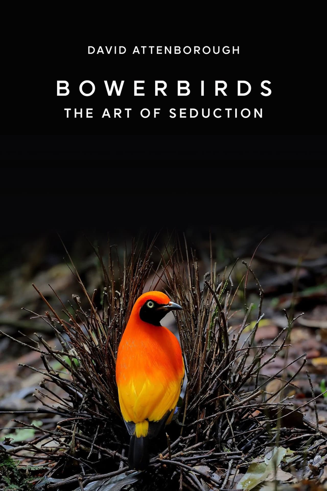 Bowerbirds: The Art of Seduction preview 1
