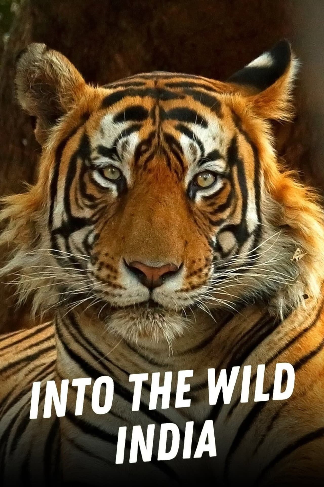Into the Wild: India preview 2