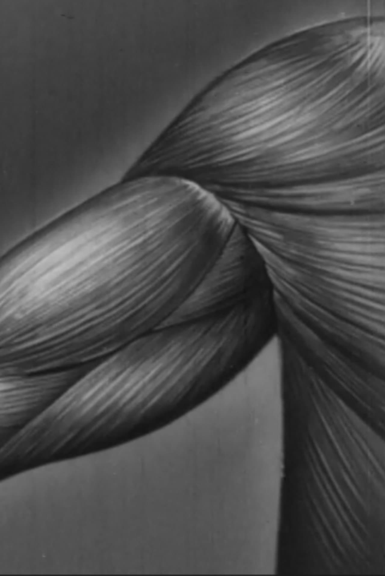 Human skeleton, muscles, movement and posture - Part II preview 1