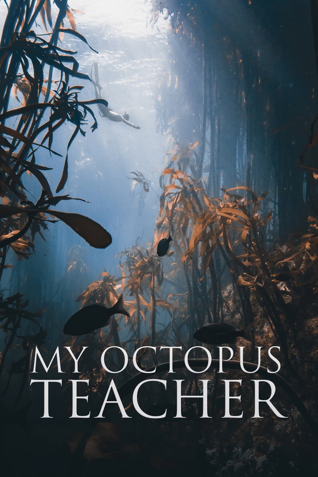 My Octopus Teacher preview 2
