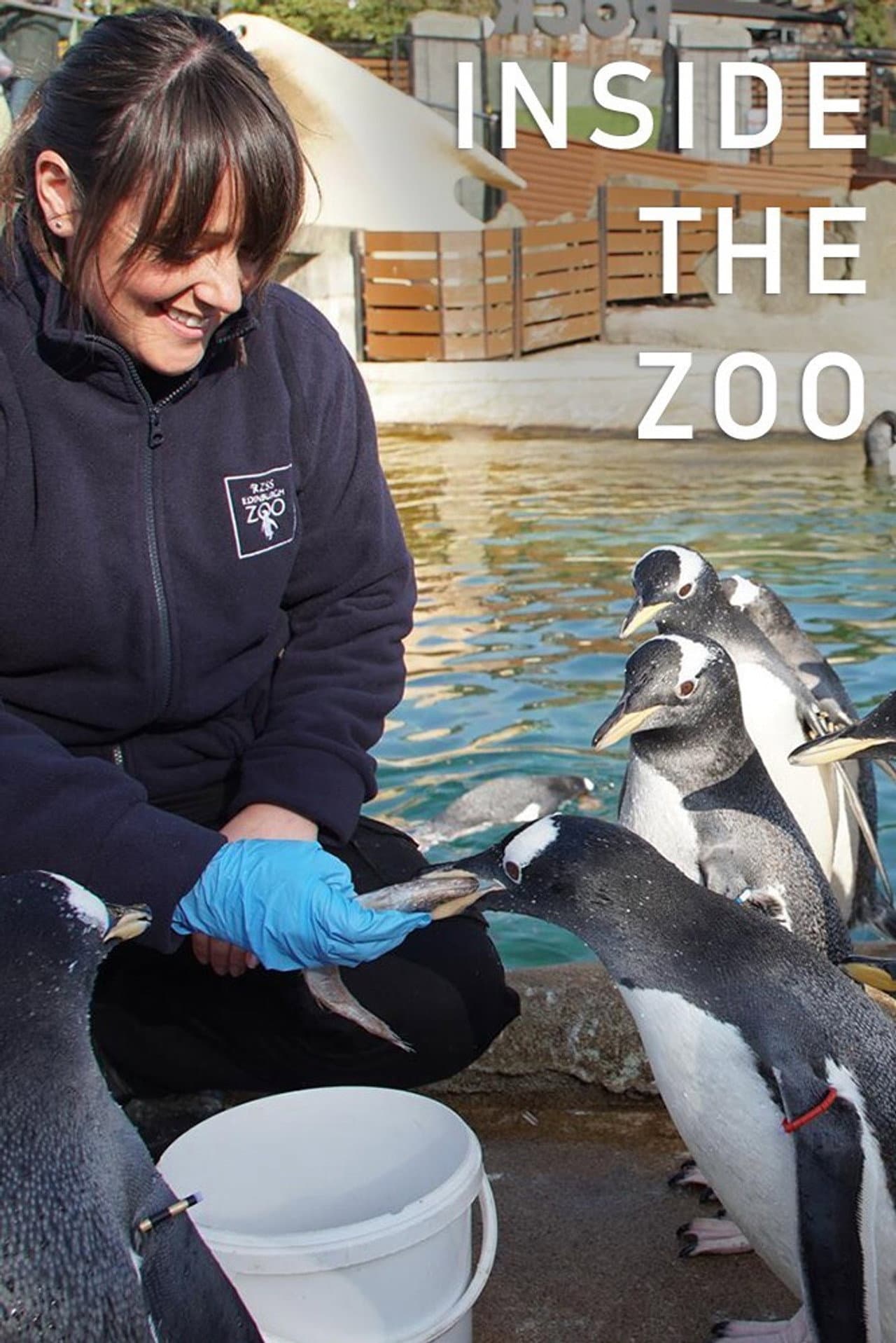 Inside The Zoo preview 2