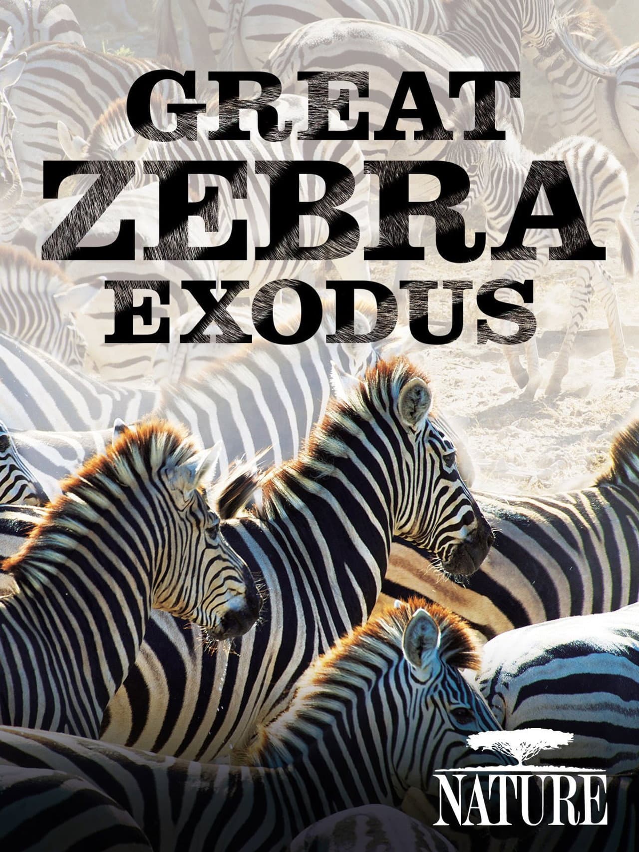 Nature: Great Zebra Exodus preview 2