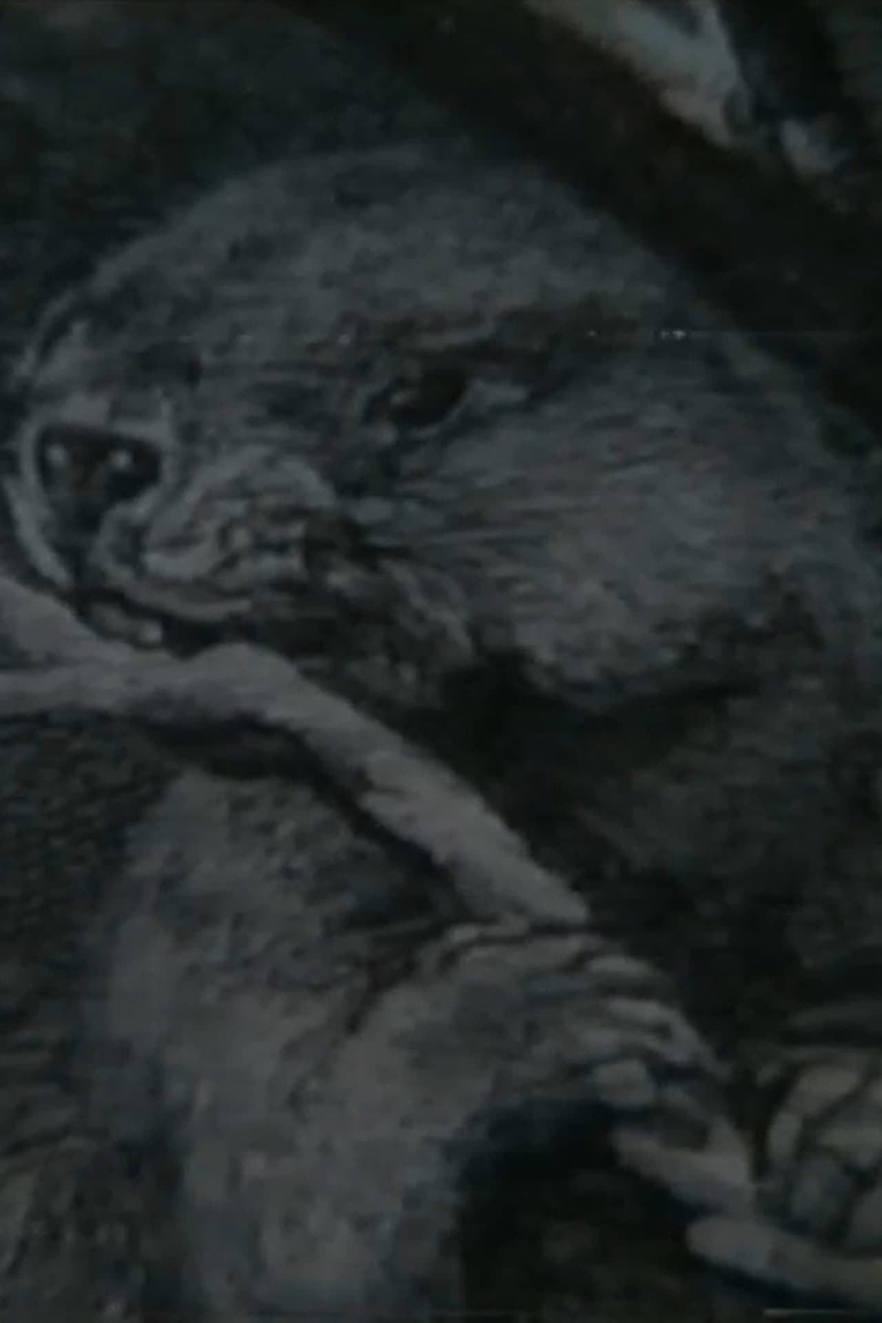 Beaver Report preview 1