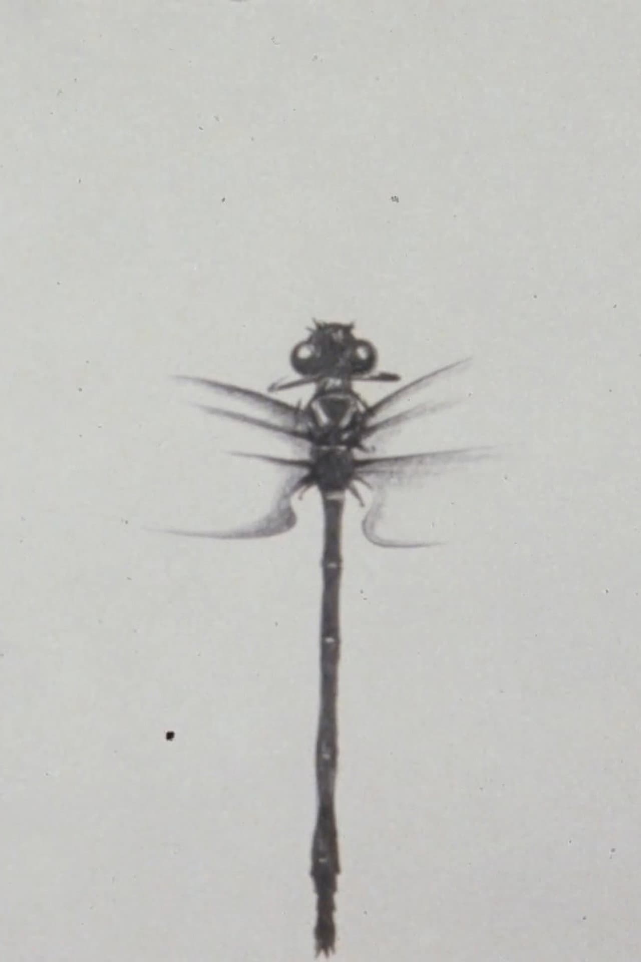 Dragonfly preview 1