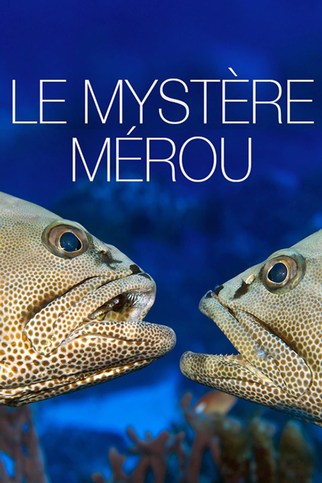The Grouper Mystery preview 2