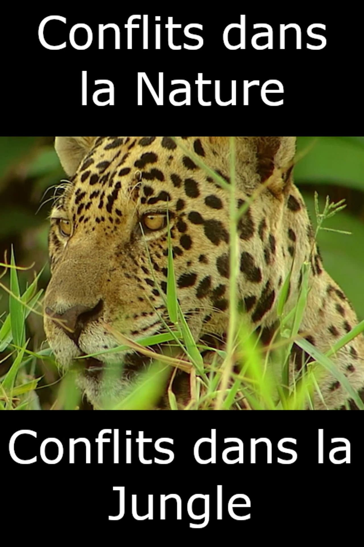 Conflits dans la Nature – Conflits dans la Jungle preview 2