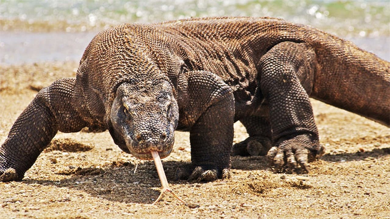 Une vie de dragon